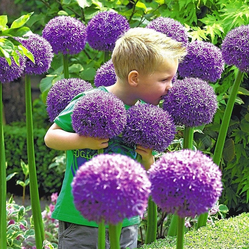 Giant Allium Giganteum Ornamental Onion Flower