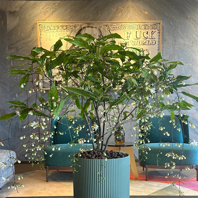 🌼Weeping Jasmine Seeds - White Jade Butterfly