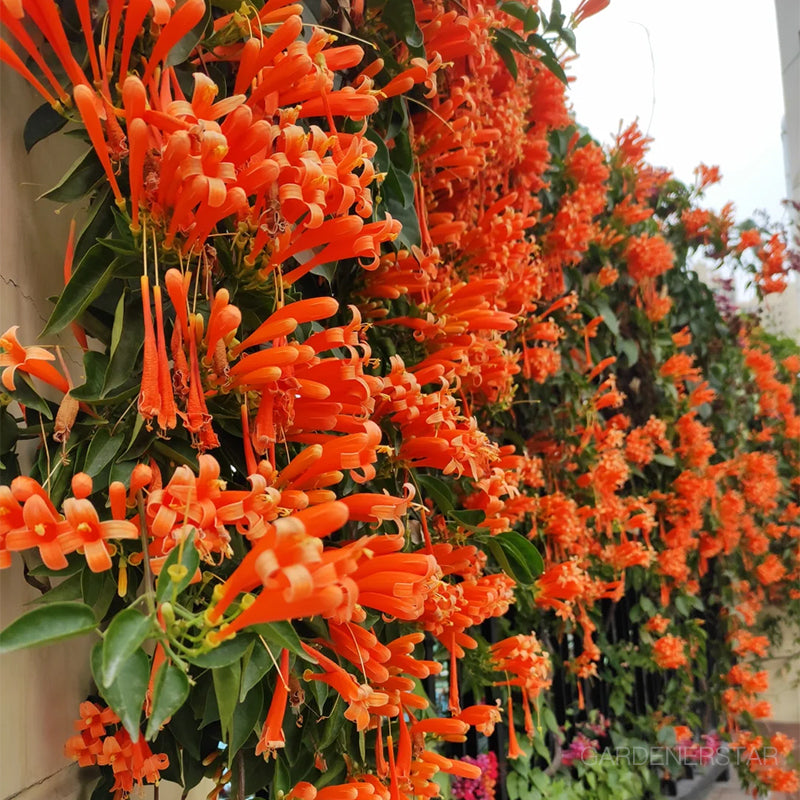 🏵️Pyrostegia Venusta Climing Flower Seeds