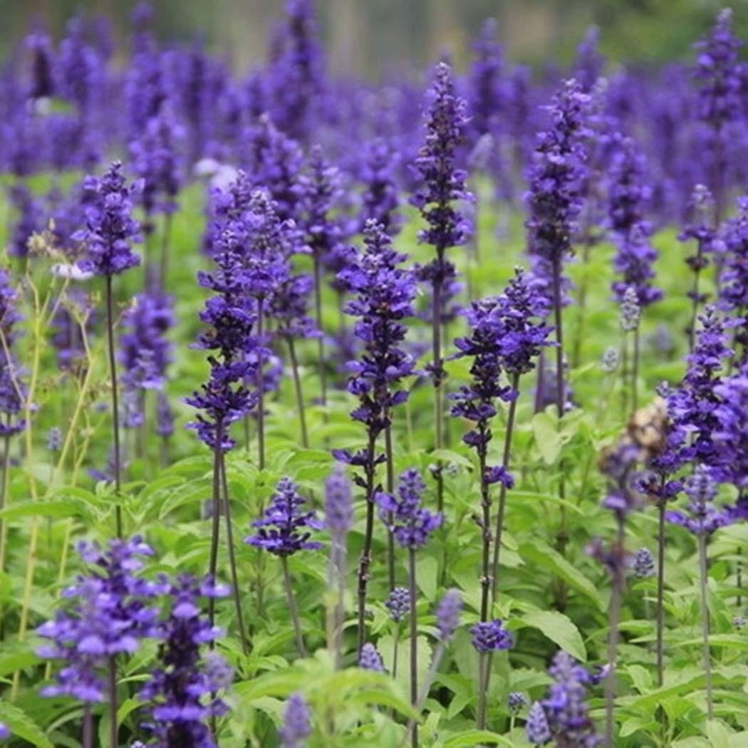 200Pcs Provence Lavender Seeds Fragrant Organic Flower Seeds Home Garden Bonsai Plant