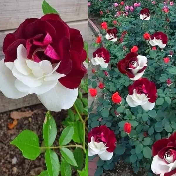 Rare Rose Seeds for Planting