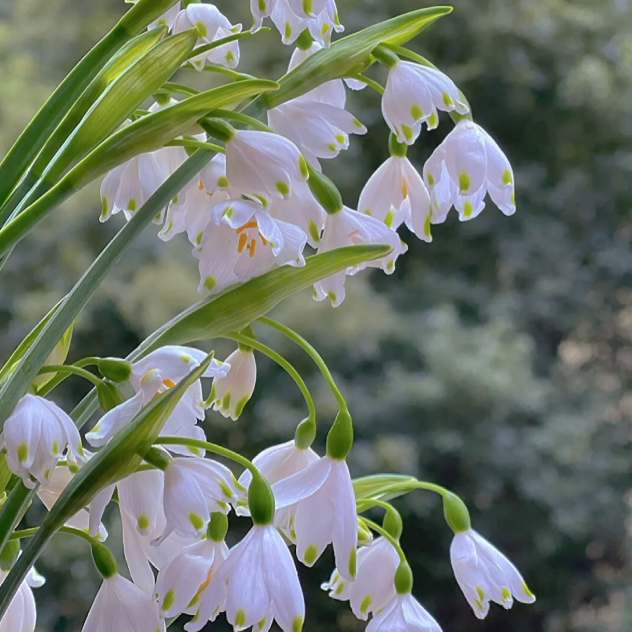 🌼Snowdrop Flower Seeds—Symbol Of Hope
