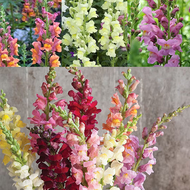 Dwarf Snapdragon Seed Mixed