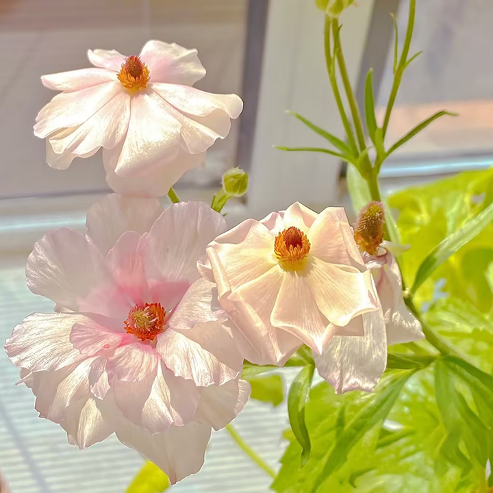 Rare Varieties Butterfly Ranunculus Asiaticus Flower Seeds