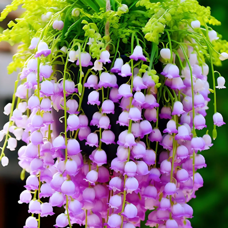 💐Lily of the Valley - Happiness Arrives