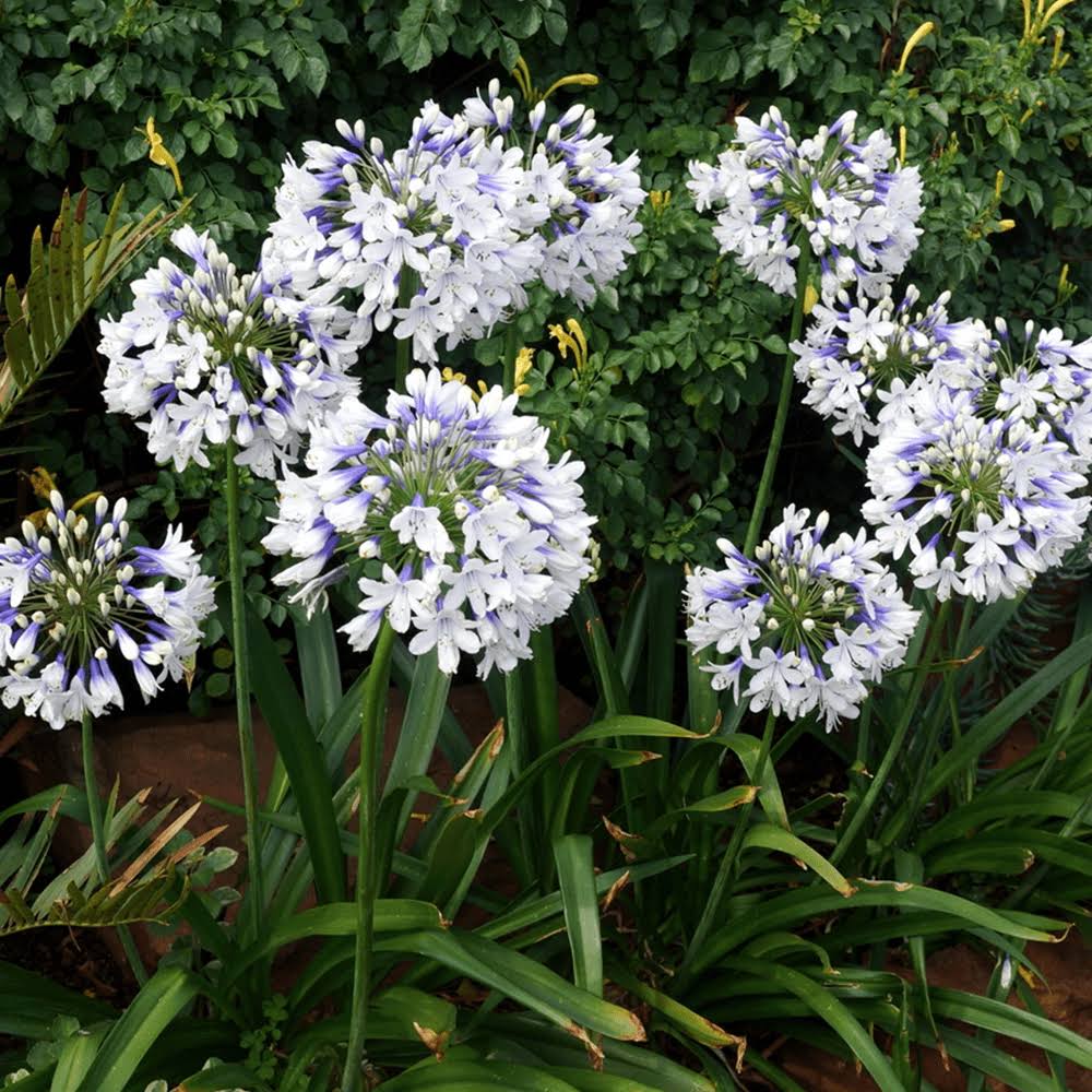🎁New Year Sale🎁Agapanthus 'Twister'