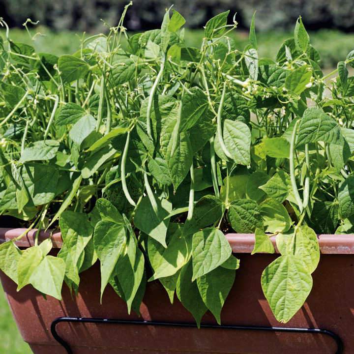 Container Bush Beans French Mascotte