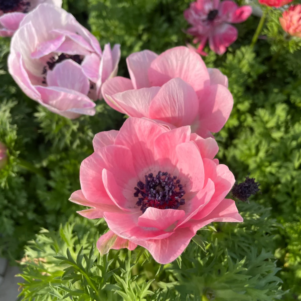 🌸Double Anemone Seeds