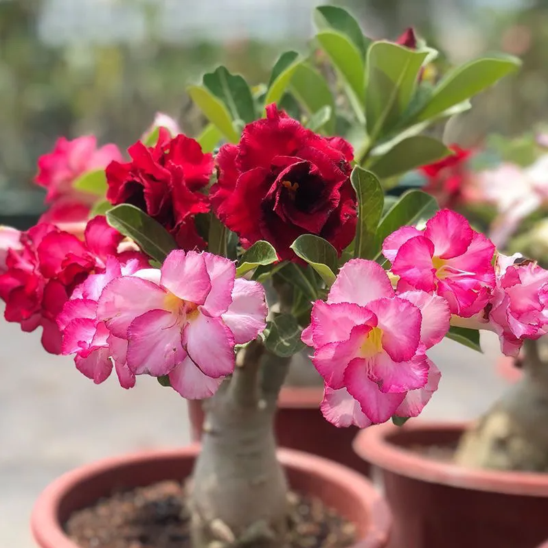 2 Pcs Rainbow Desert Rose Seeds