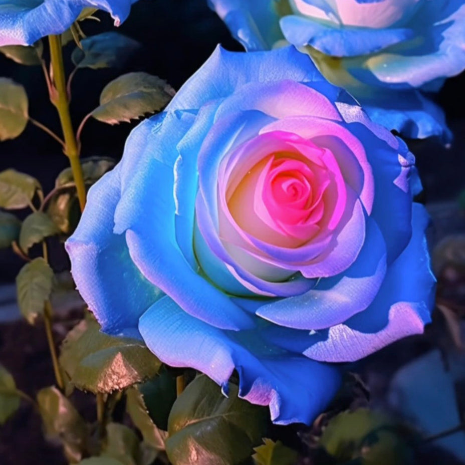Rare Bag Blue Pink Rose Seeds Scented Plants Flowers