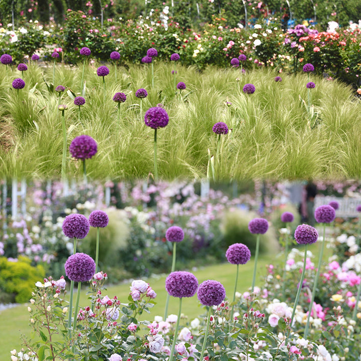 Giant Allium Giganteum Ornamental Onion Flower