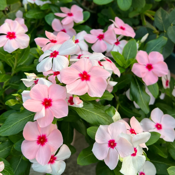 🌸Periwinkle—Blooms All Year Round