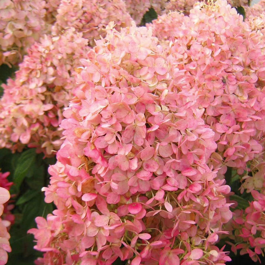 🌺Panicle Hydrangea Flowers Seeds—Mixed Color Plants—Home Garden Flower Seeds