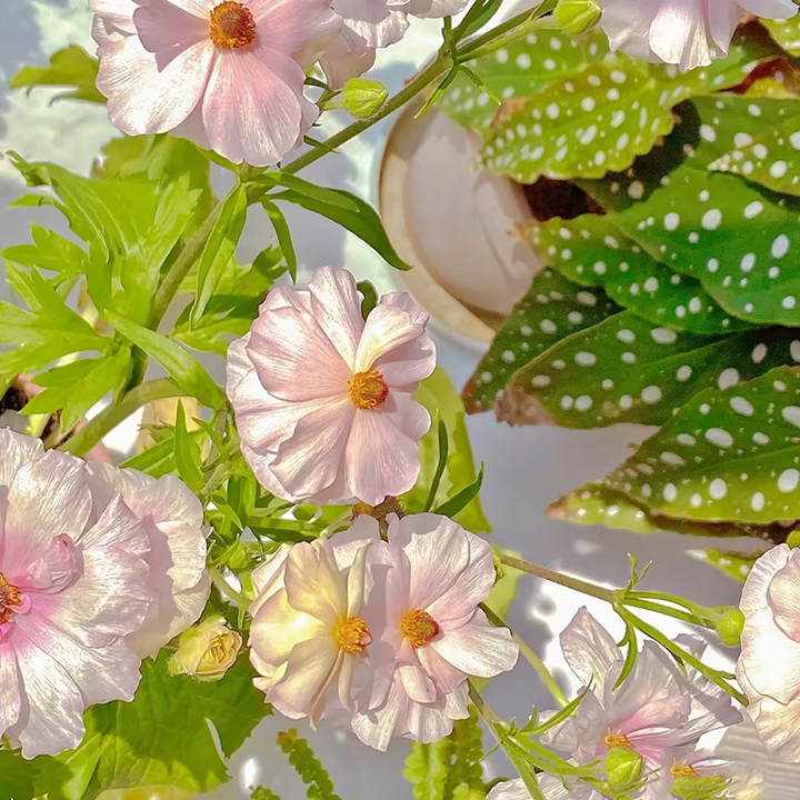 Rare Varieties Butterfly Ranunculus Asiaticus Flower Seeds
