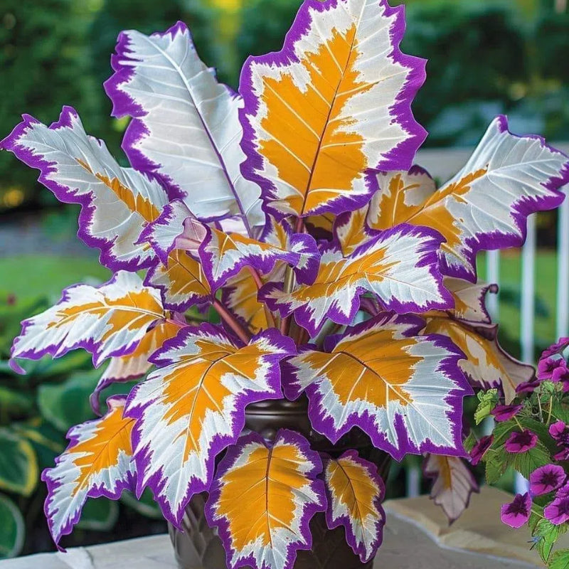 Kaleidoscope Caladium Plant