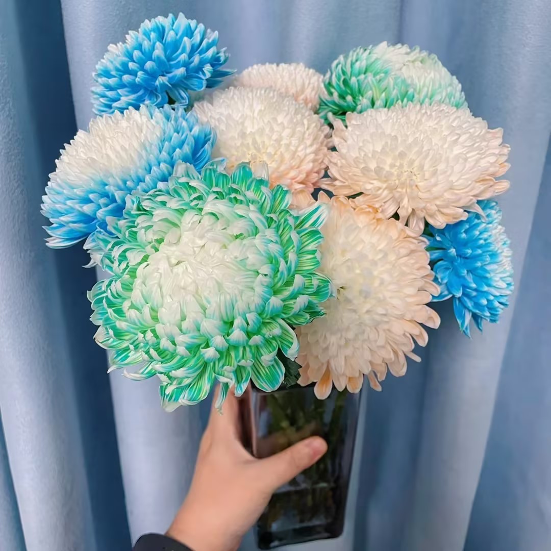 Anna Chrysanthemum Seeds