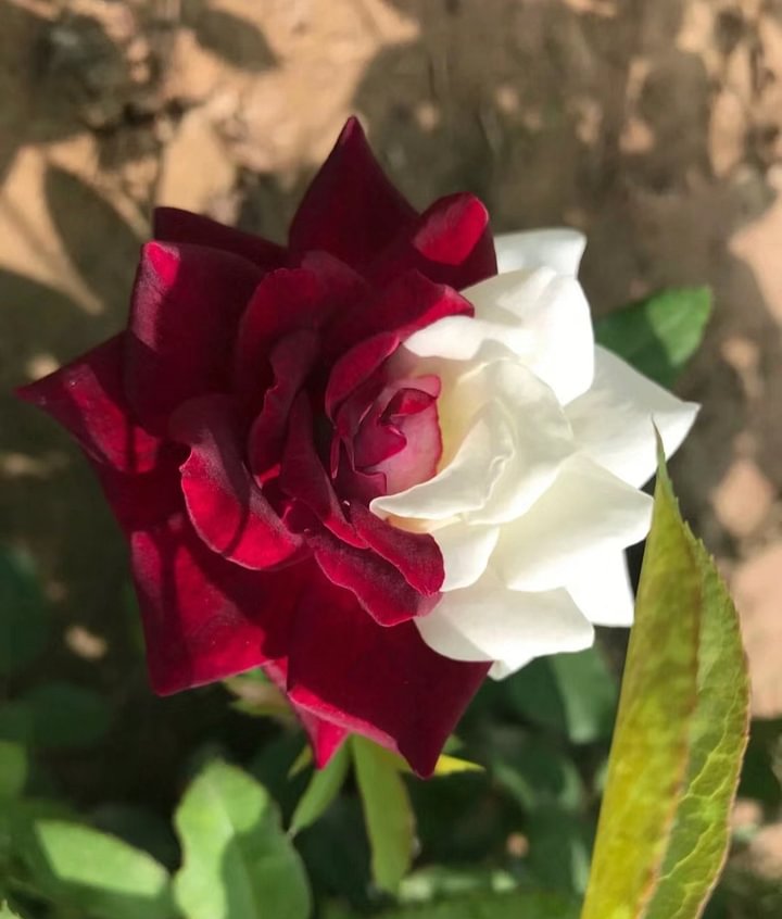 Rare Rose Seeds for Planting