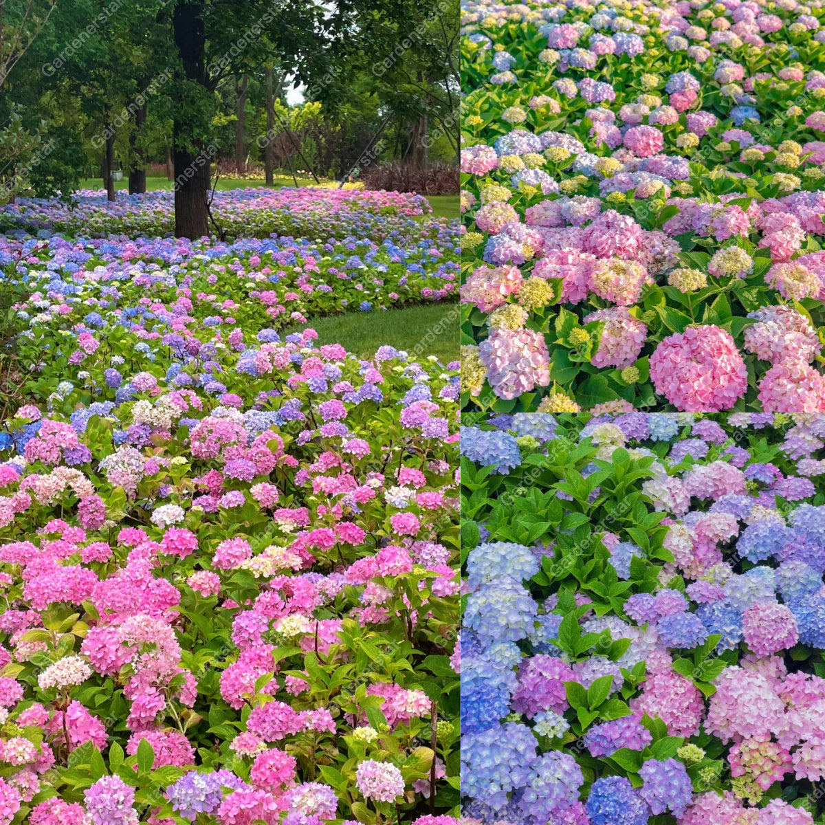 💐Endless Summer Hydrangea Falls