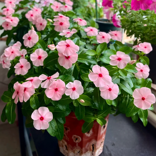 🌸Periwinkle—Blooms All Year Round