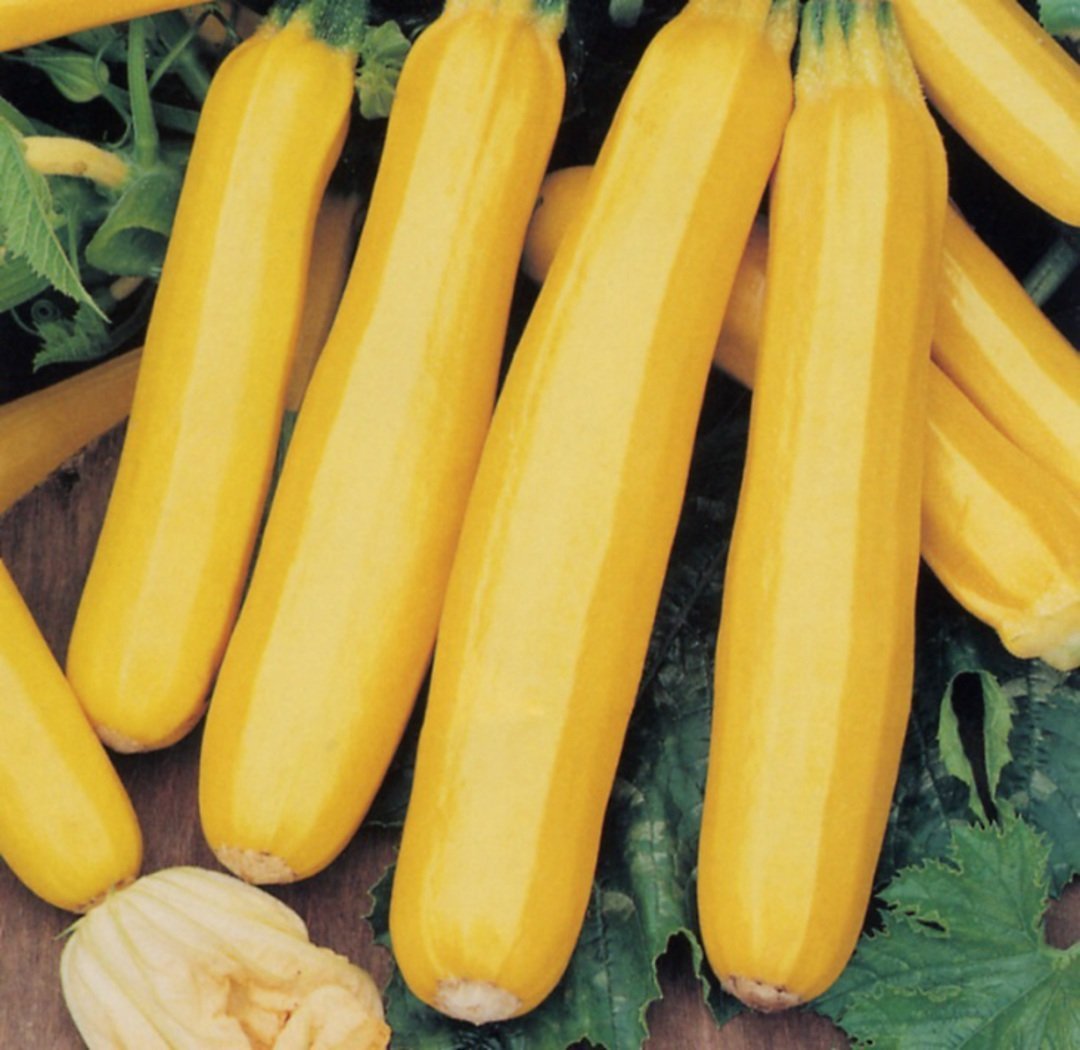 Squash Gold Rush F1