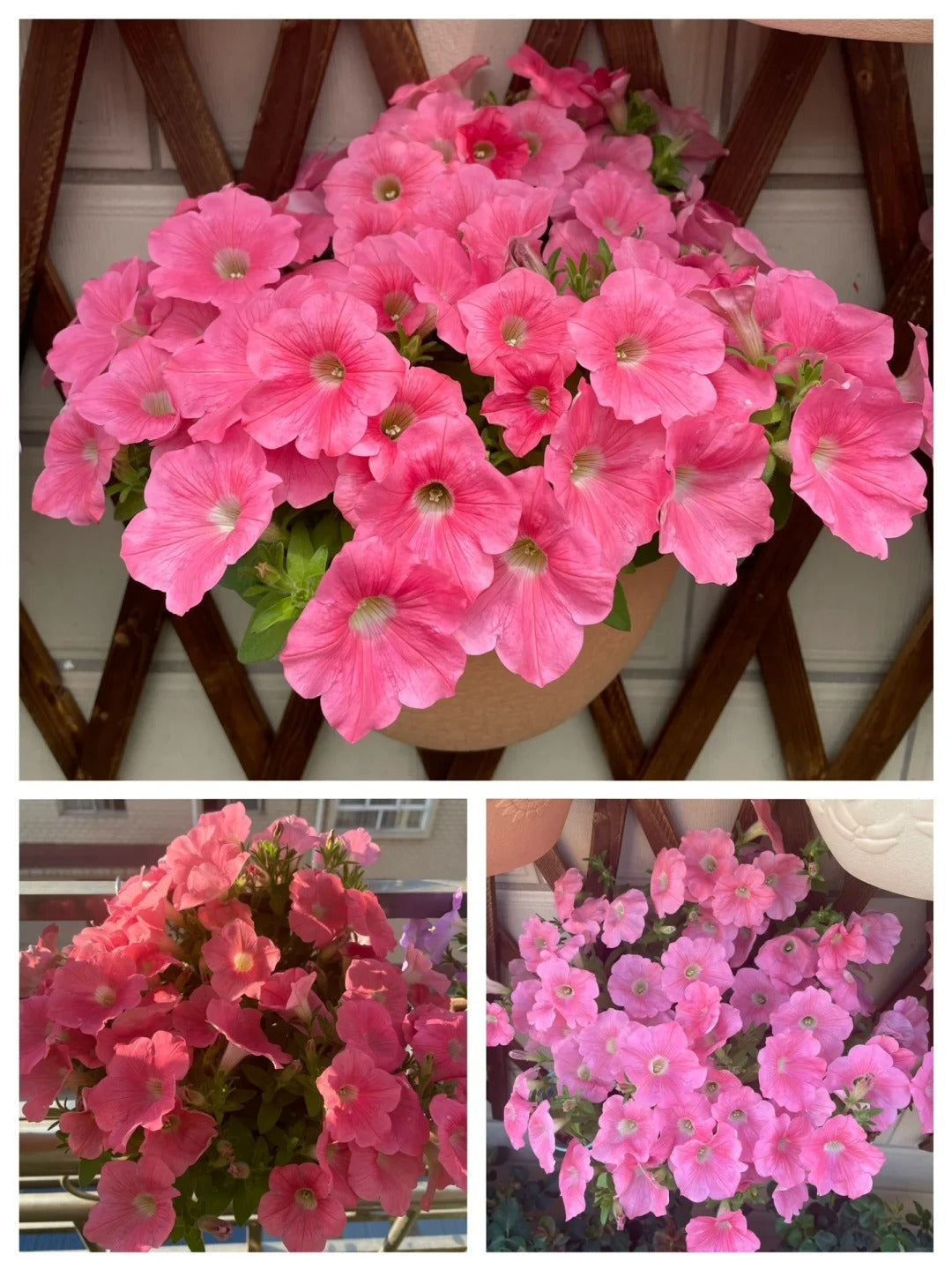 🌸The Latest Petunia Varieties In 2024