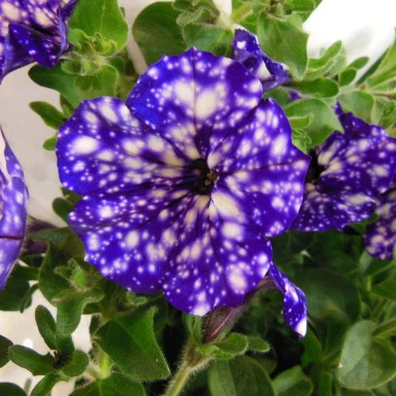 50/100Pcs 'Night Sky' Petunia Seeds