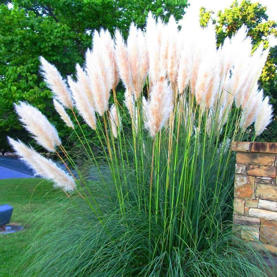 Pampas Grass Magic Garden Seeds