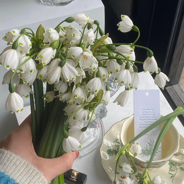 🌼Snowdrop Flower Seeds—Symbol Of Hope