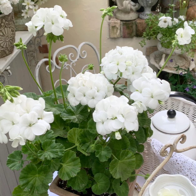 🌸Geranium - Happiness Is Around You