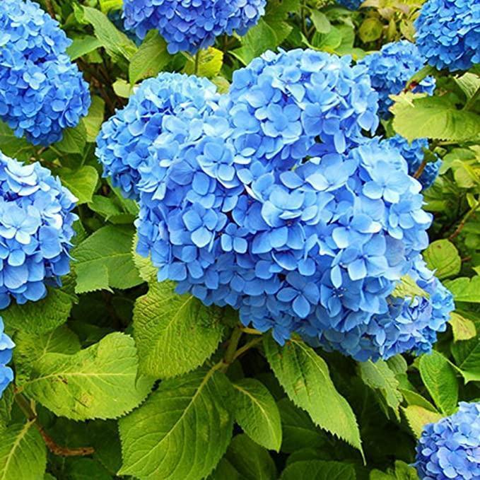 20 pcs/Pack Hydrangea Seed Bonsai Flower Seeds Hydrangea Perennial Garden Home