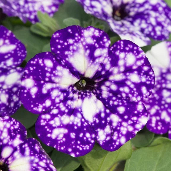 50/100Pcs 'Night Sky' Petunia Seeds