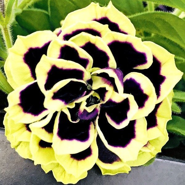 Petunia, Midnight Gold