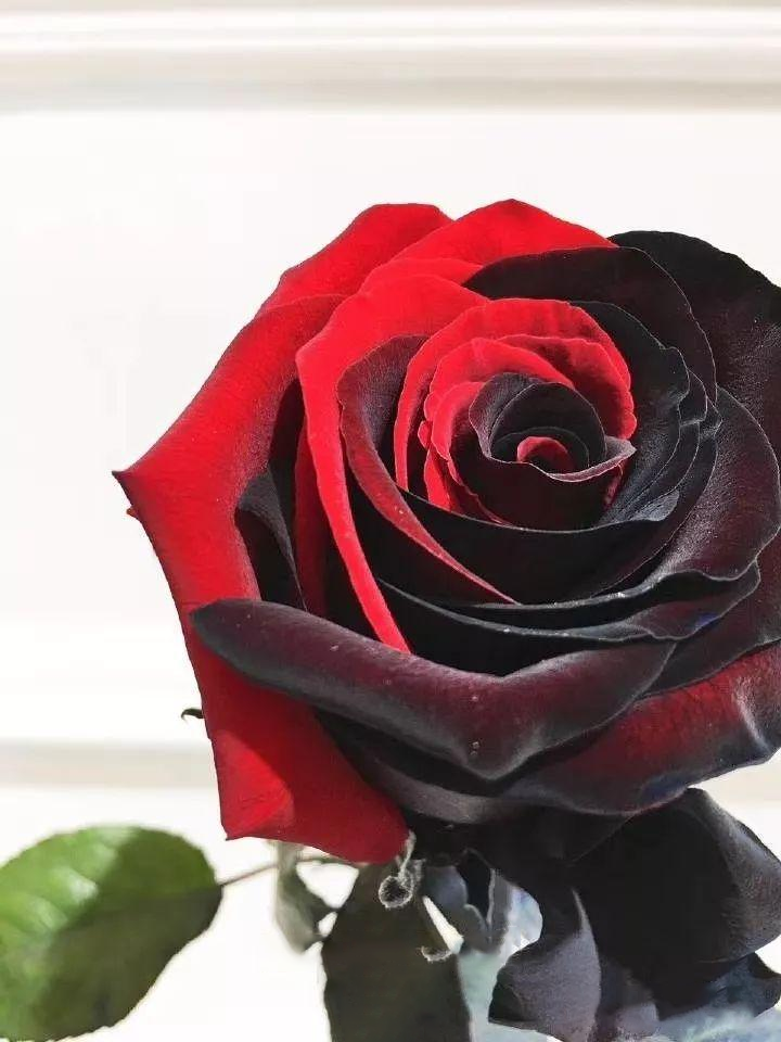 Twin Red Black Rose