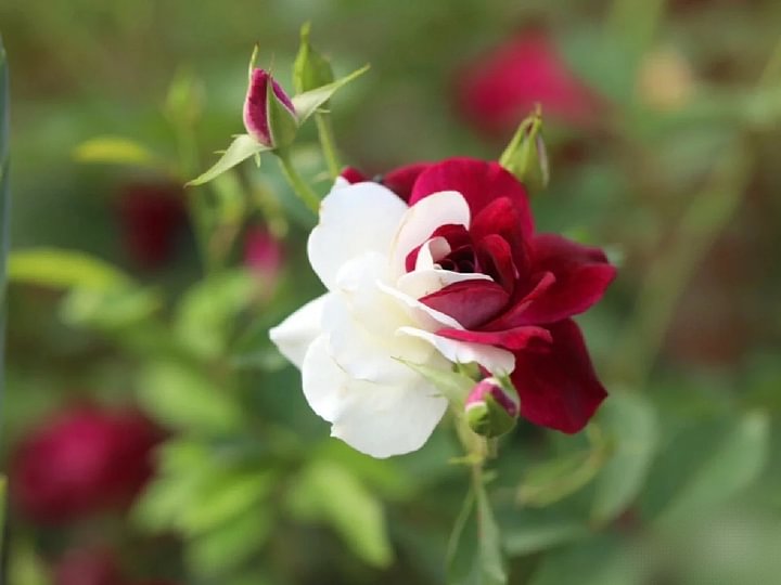 Rare Rose Seeds for Planting