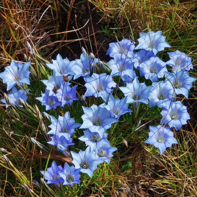 💙Plateau Elf Gentiana - Heart Of The Ocean💦