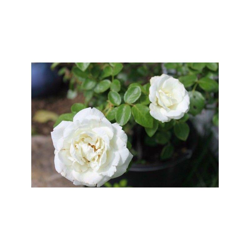 50pcs/Bag Climbing Rose Seeds