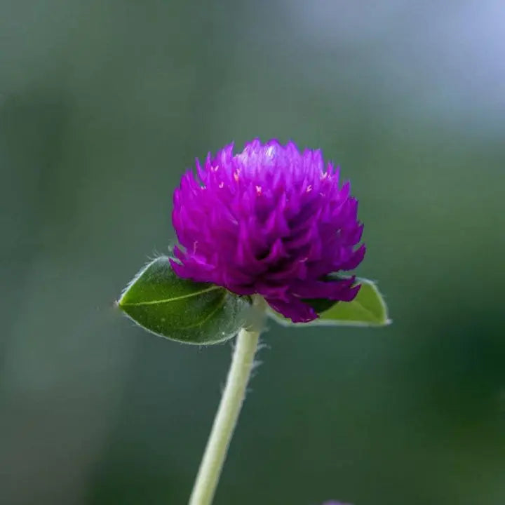 Purple Globe Amaranth Seeds, Gomphrena
