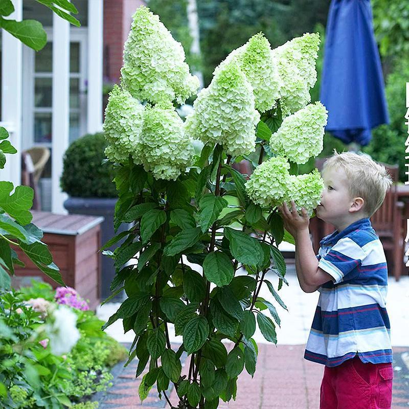 🌺Panicle Hydrangea Flowers Seeds—Mixed Color Plants—Home Garden Flower Seeds