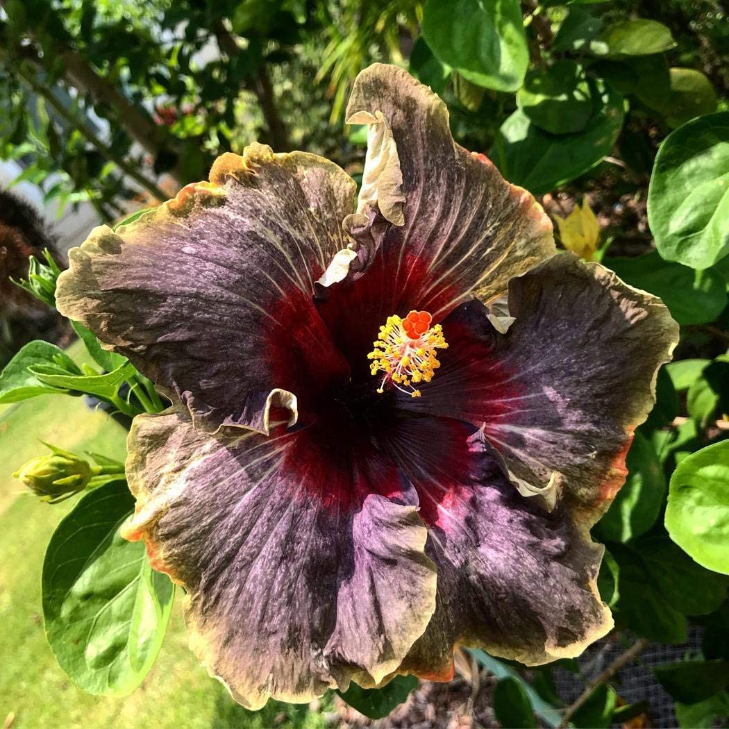 50PCS Rare Black Pink Purple Hibiscus Seeds"Black Rainbow"
