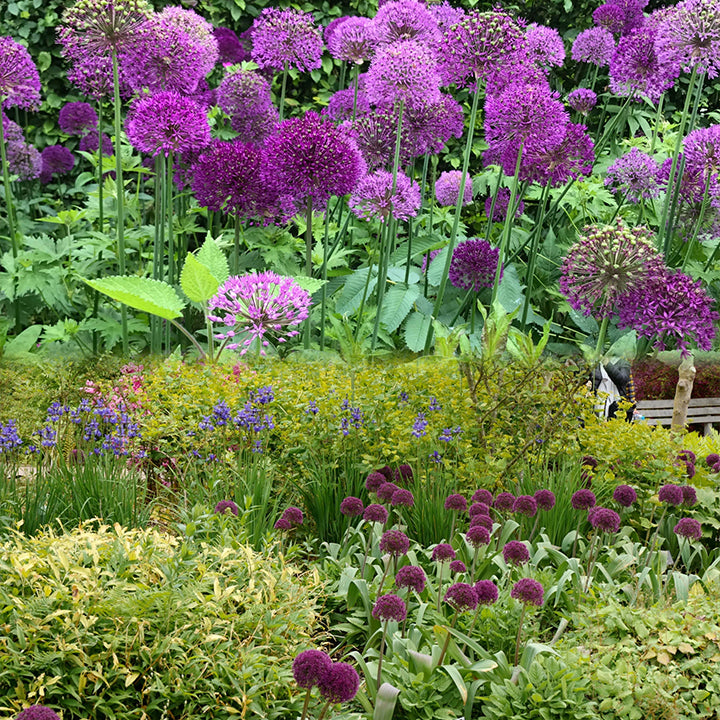 Giant Allium Giganteum Ornamental Onion Flower