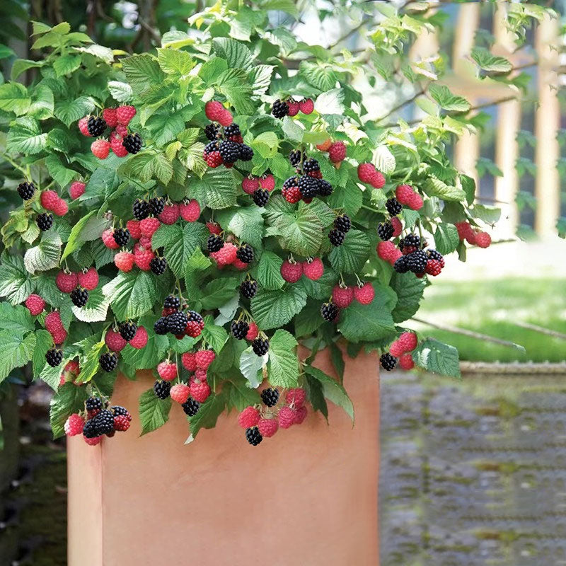 Giant Raspberry Seeds -92% Germinationš±
