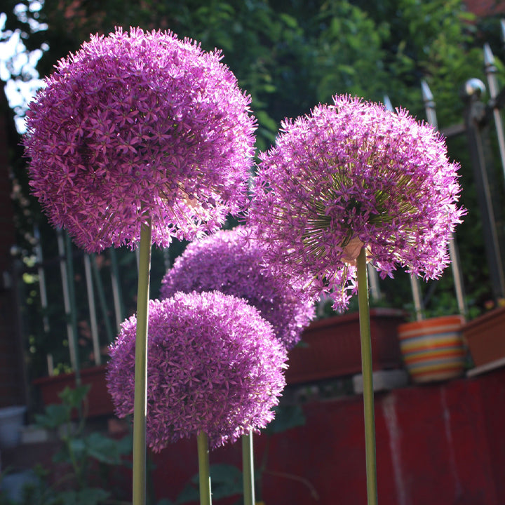 Giant Allium Giganteum Ornamental Onion Flower