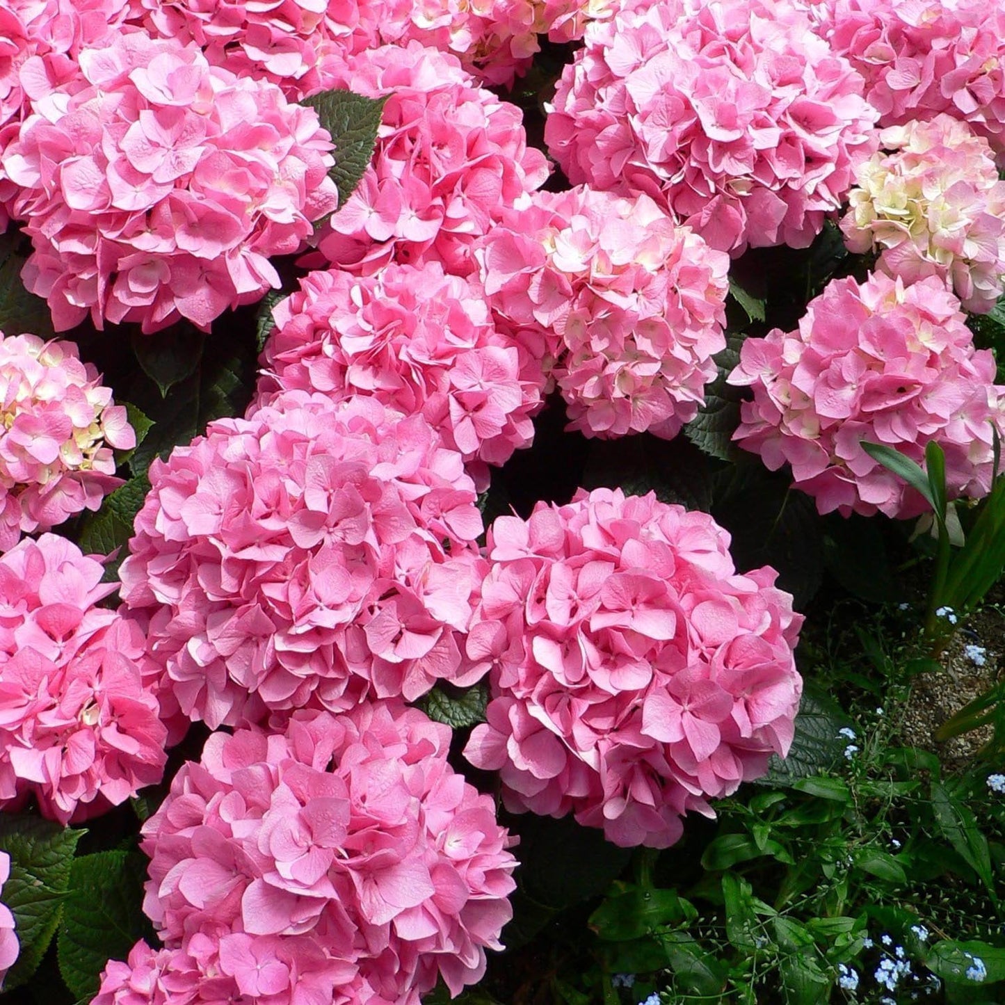 20 pcs/Pack Hydrangea Seed Bonsai Flower Seeds Hydrangea Perennial Garden Home