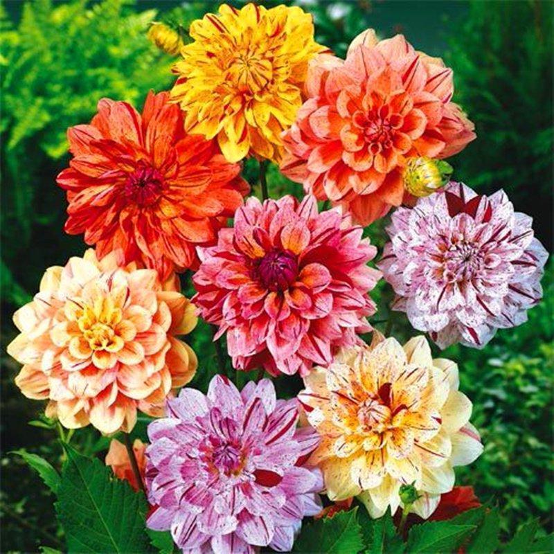 100Pcs Dahlia Bulb Flower Seeds Bonsai Flower