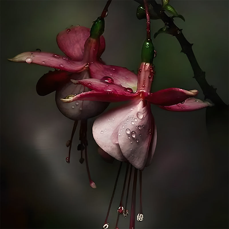 🌺Lantern Flower