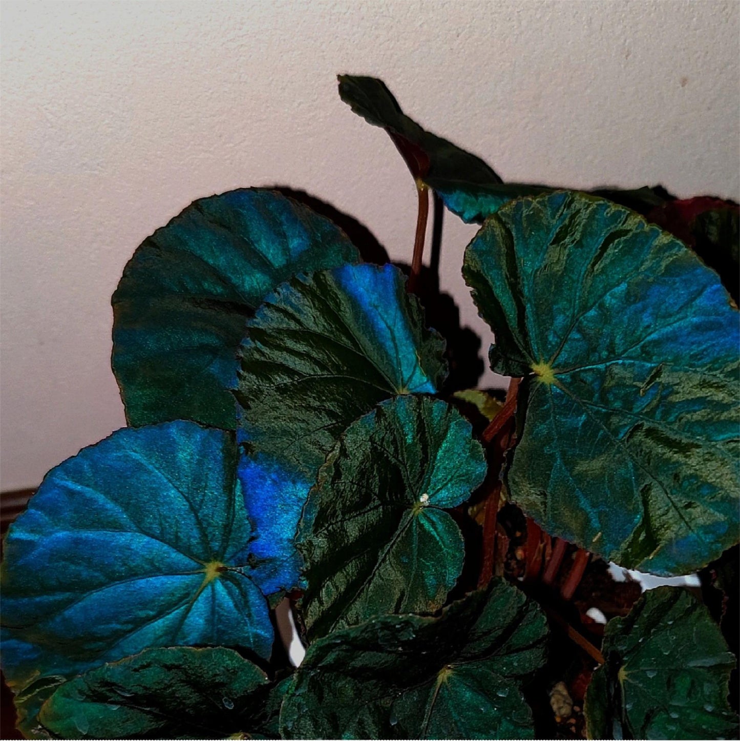 Peacock Begonia - blue begonia