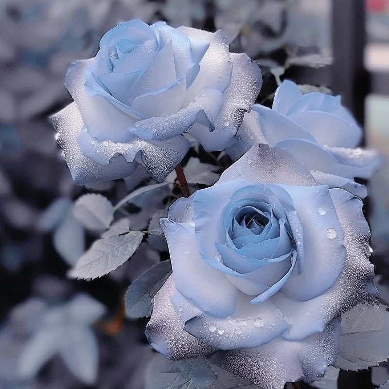 Rare Blue Chill Rose Seeds
