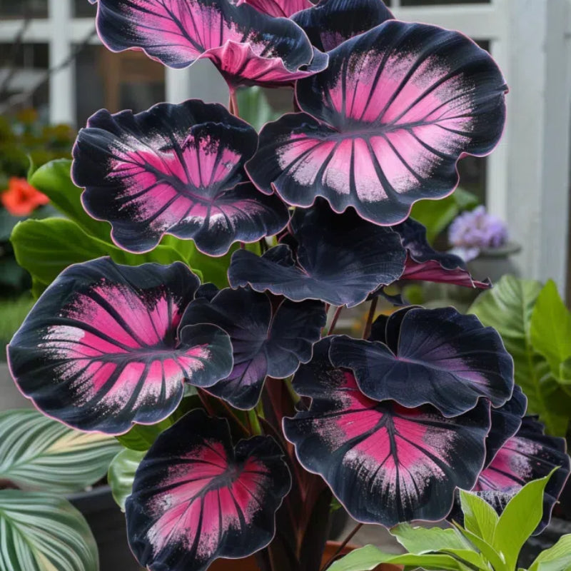 Spectra Leaf Calathea