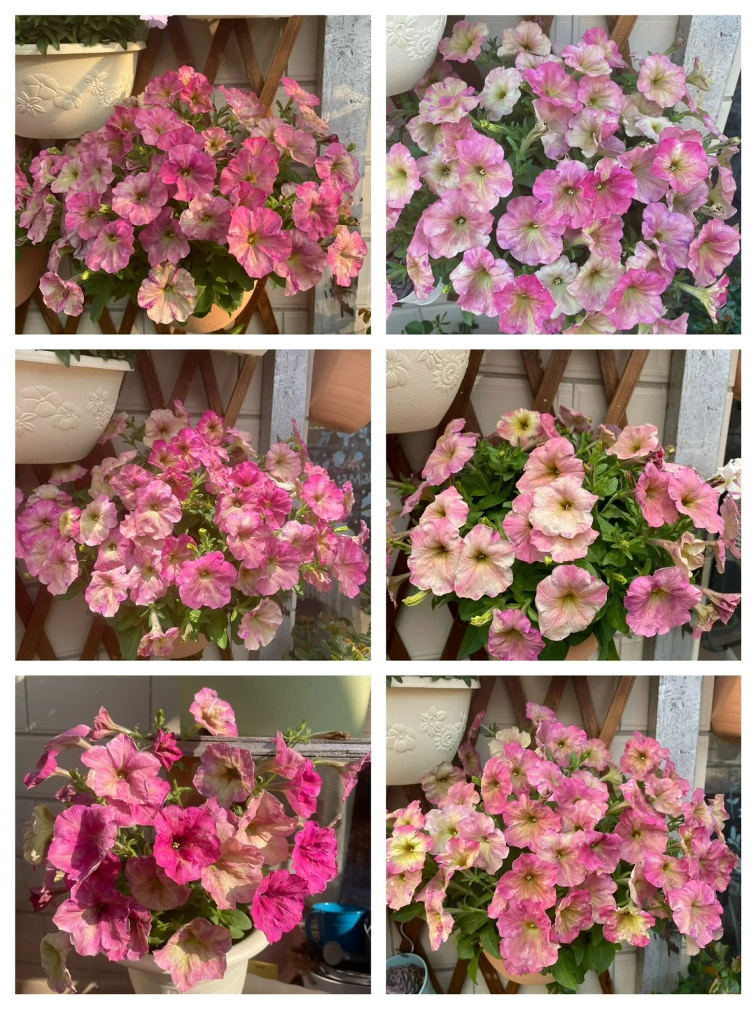 🌸The Latest Petunia Varieties In 2024