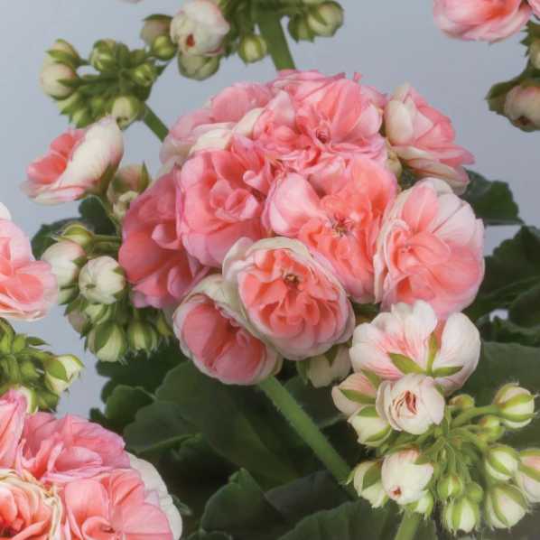 🌸Geranium - Happiness Is Around You